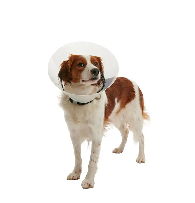 Collar Isabelino Buster Clic 30, 10Uds