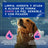 Douxo Skin & Coat Spa Shampoo lenitivo per cani, 250 ml