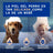 Douxo Skin & Coat Spa Shampoo anti-muta per cani, 250 ml