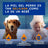 Douxo Skin & Coat Spa Spray districante per cani, 340 ml