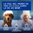 Douxo Skin & Coat Spa Salviette multiuso per cani e gatti, 100 pz.