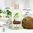 Shampoo all'olio di cocco Dr.Organic per capelli spessi o ricci, 265 ml