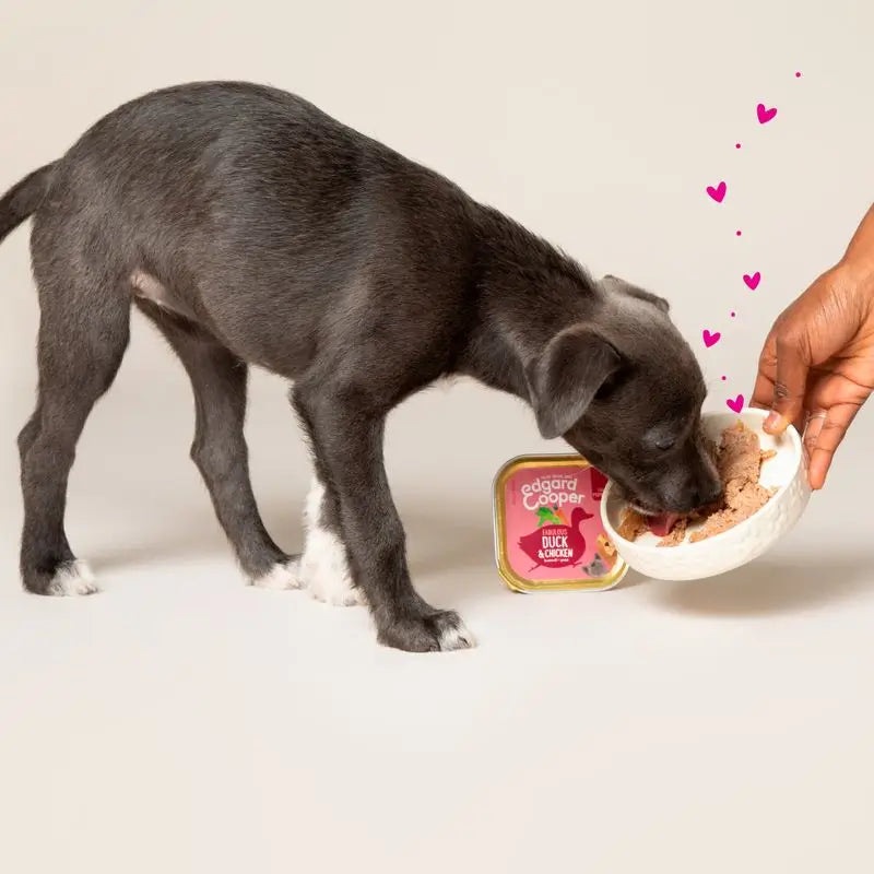 Edgard & Cooper Cibo umido per cuccioli 11x150g Anatra e pollo