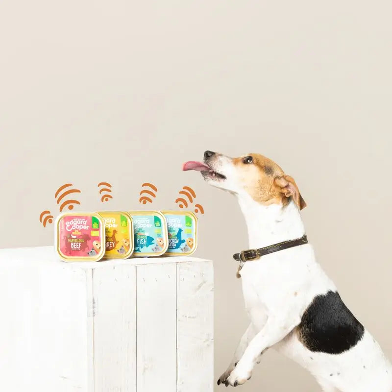 Edgard & Cooper Cibo umido per cani 17x100g Tacchino biologico