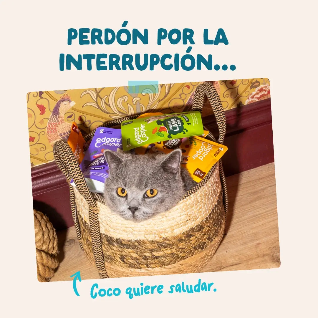 Edgard & Cooper Tonno e pollo in salsa per cani adulti, 12x85 g