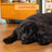 Edgard & Cooper Cibo medio per cani adulti con pollo fresco , 7 kg