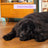 Edgard & Cooper Cibo medio per cani adulti con anatra fresca , 2,5 kg