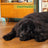 Edgard & Cooper Cibo medio per cani adulti con agnello fresco , 1 kg