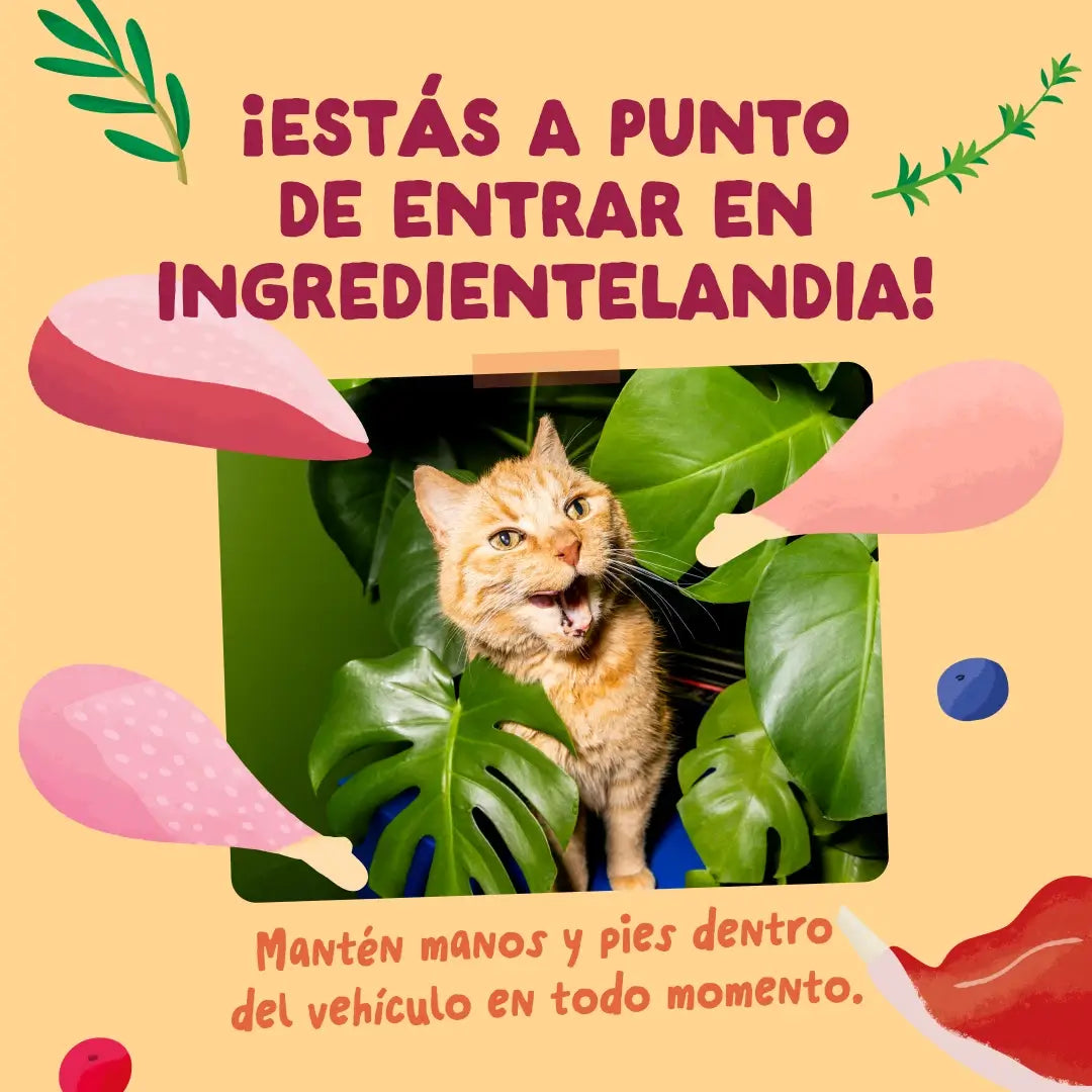 Edgard & Cooper Festines De La Granja in salsa per cani adulti - Confezione multipla, 12x85 g