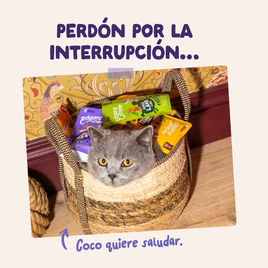 Edgard & Cooper Anatra e Tacchino in Salsa per cani adulti, 12x85 g