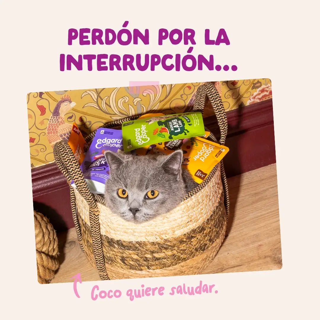 Edgard & Cooper Anatra e pollo in salsa per gattini, 12x85 g