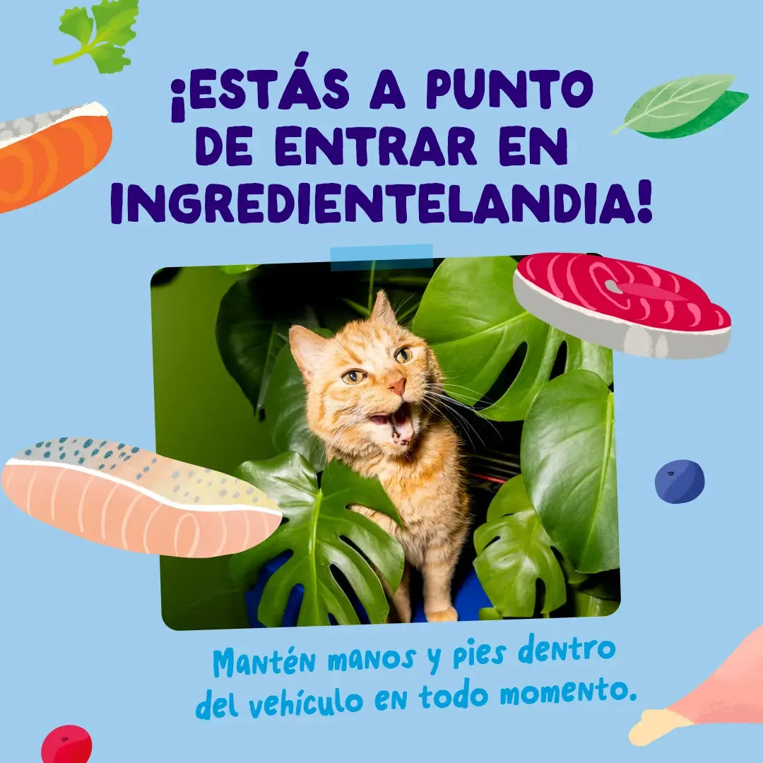 Edgard & Cooper Selezione "Cattura del giorno" in salsa per cani adulti - Confezione multipla, 12x85 g