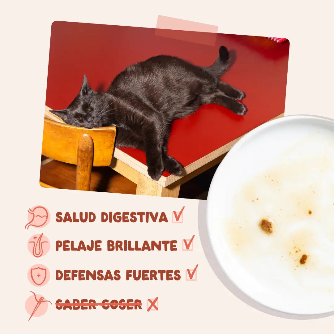 Edgard & Cooper Trota e pollo in salsa per cani adulti, 12x85 g