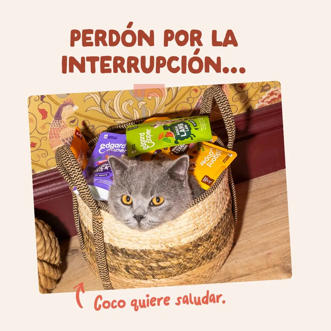 Edgard & Cooper Trota e pollo in salsa per cani adulti, 12x85 g