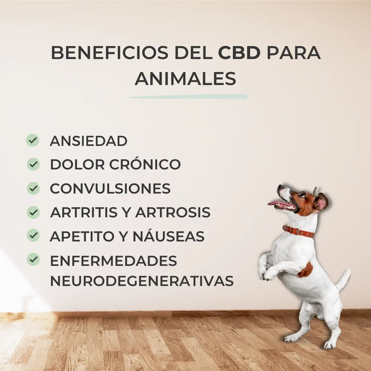 Feel Cocoa Olio di Cbd 5% Cani e Gatti, 10 ml