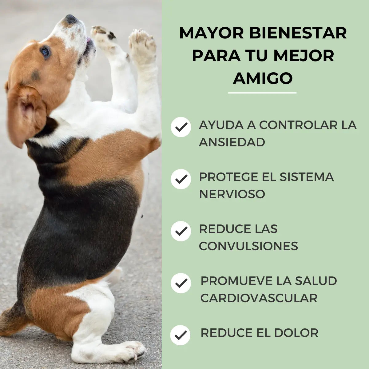 Feel Cocoa Olio di Cbd 5% Cani e Gatti, 10 ml