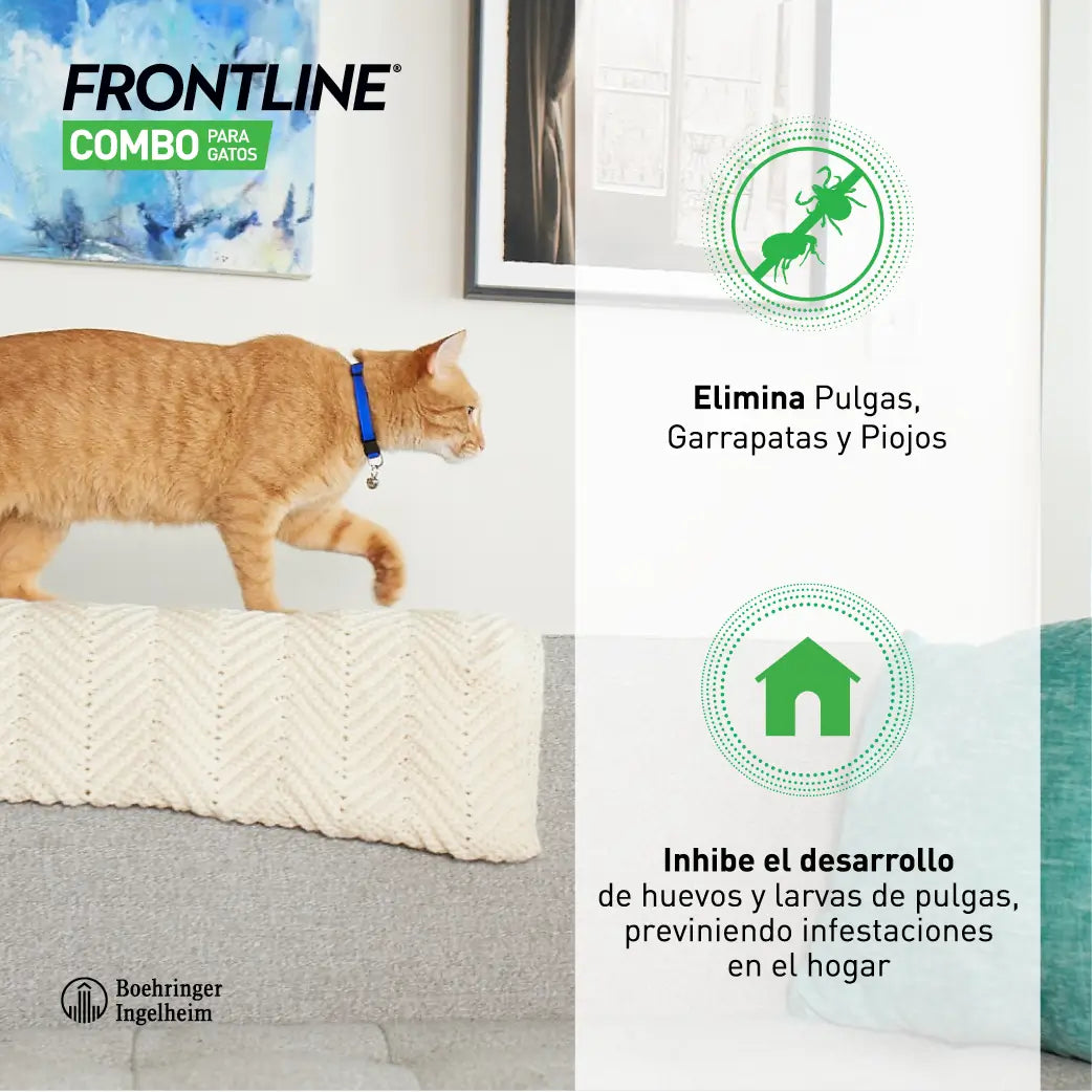 Frontline Combo Gatti e Furetti Spot On, 6 pipette x 0,5 ml