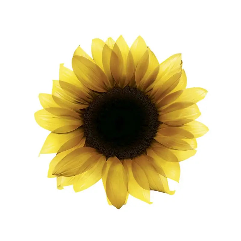 Garnier Olia Colorazione Permanente Senza Ammoniaca Per Un Profumo Piacevole Con Oli Floreali Naturali - Biondo 7.0