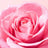 Balsamo labbra Nuxe Very Rose