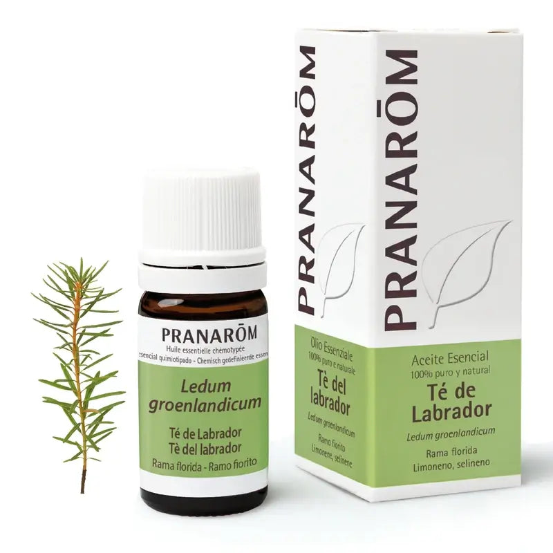 Pranarom Olio essenziale di tè del Labrador, 5ml