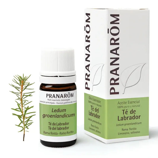Pranarom Olio essenziale di tè del Labrador, 5ml
