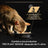Purina Pro Plan Feline Delicate Turkey 26X85Gr, cibo umido per gatti