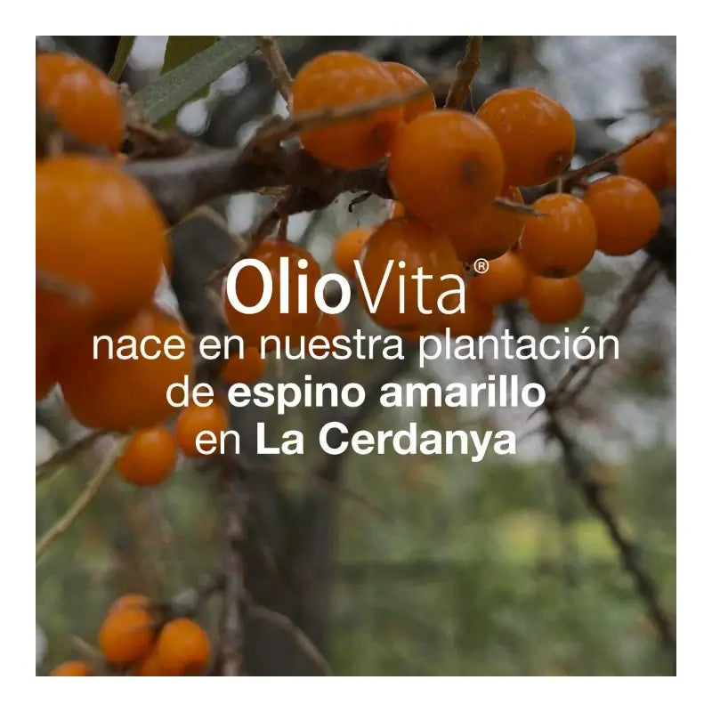 Oliovita 150 capsule - Con olio di olivello spinoso ricco di Omega 7