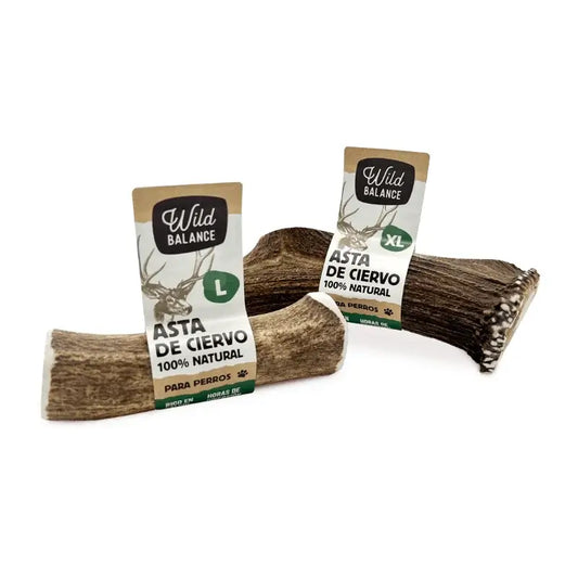 Wild Balance - Corno di cervo M intero - Giocattolo da masticare naturale per cani